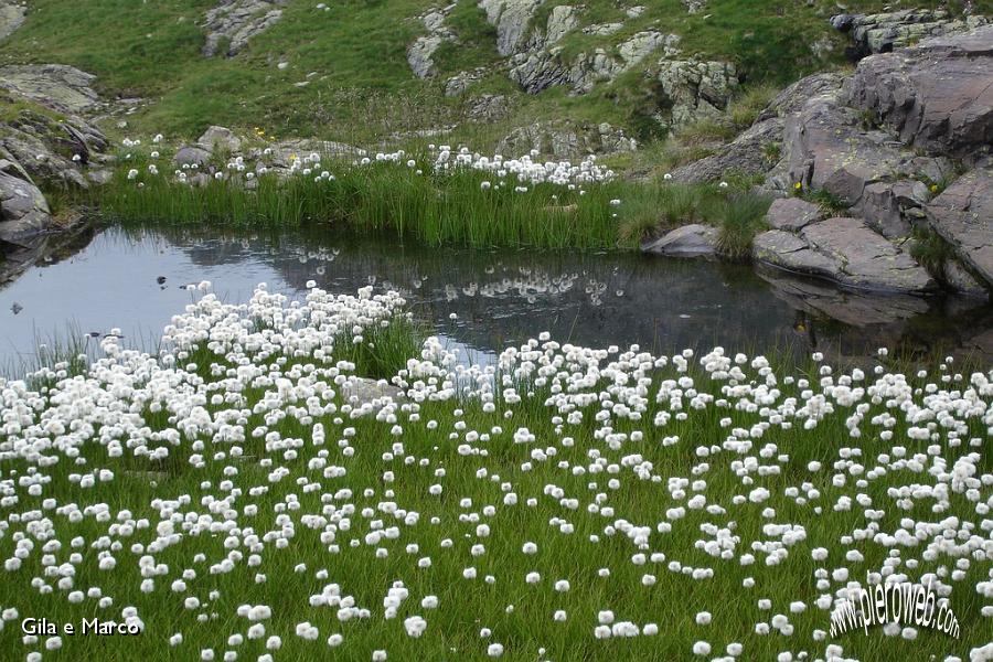 14-Fiori di cotone.JPG